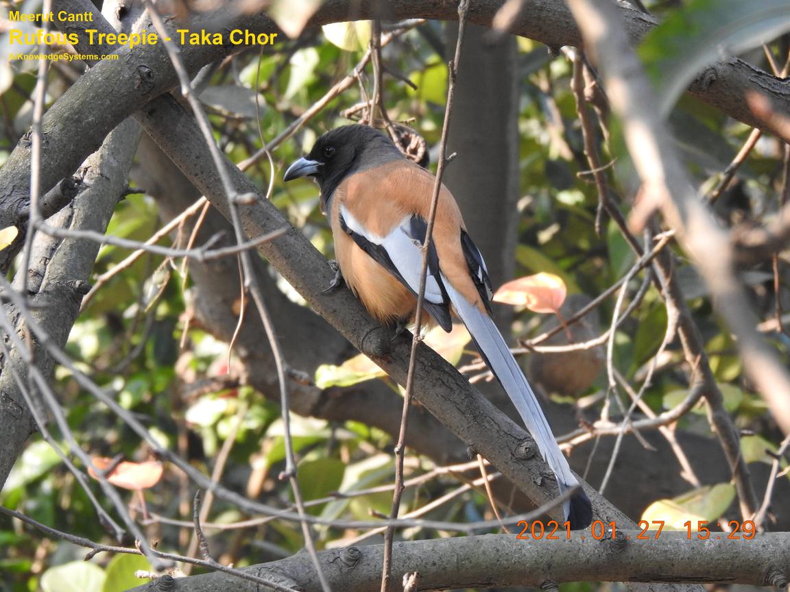 Rufous Treepie (10) Coming Soon